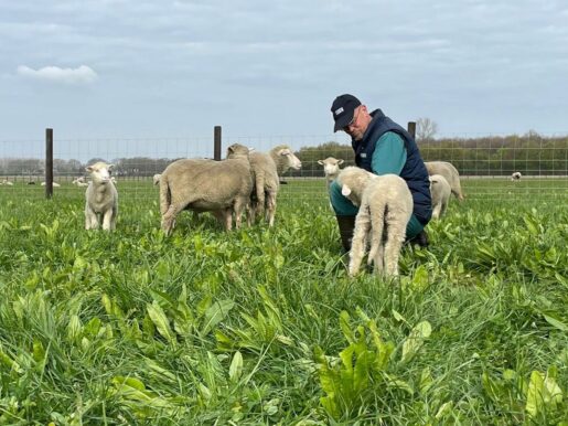 {{brizy_dc_image_alt entityId=