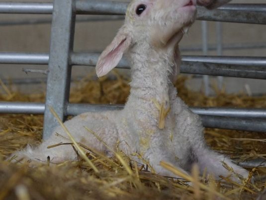 {{brizy_dc_image_alt entityId=