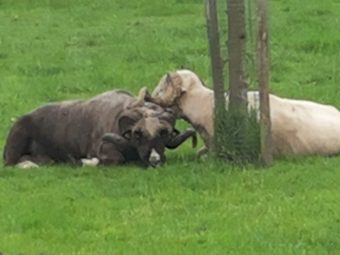 {{brizy_dc_image_alt entityId=