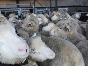 {{brizy_dc_image_alt entityId=